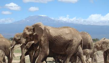 Amboseli: Jumbo Elefanten Safari 3 Tage