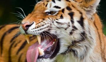 Jim Corbett National Park Tiger Safari Tour from Delhi Tour