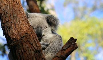 De Sydney à Brisbane : 8 jours d'AVENTURE KOALA