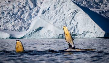 Das Beste aus der Antarktis: Wildlife Entdeckungsreise (Ozean Endeavour)