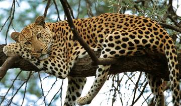 Klassieke Big 5-safari in nationaal park Kruger-rondreis