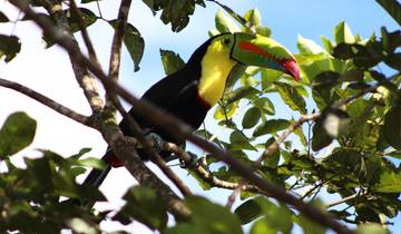 Observation des oiseaux au Costa Rica