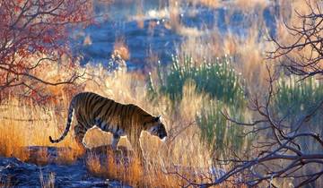 India Tiger Safari Package