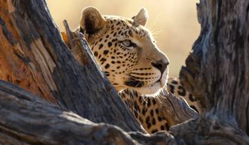 Das Beste von Tansania Luxus-Safari 9 Tage Rundreise