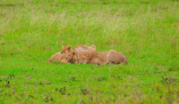 Das Beste von Tansania Luxus-Safari 9 Tage Rundreise