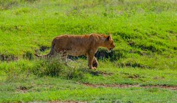 Wildebeest Migration zur Kalbungszeit Safari Rundreise