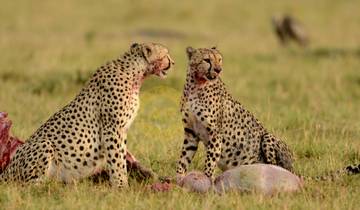 Tansania Wildlife & Kultur Safari - 11 Tage Rundreise