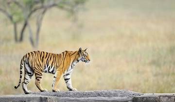 7 Day Bandhavgarh Wildlife Tour Tour