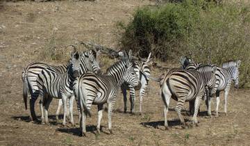 Zebra Safari Tour