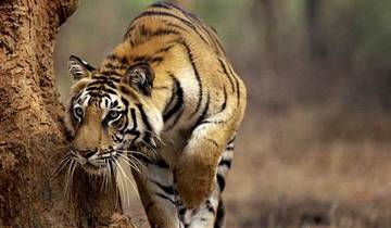 India Tiger Photography Tour Tour
