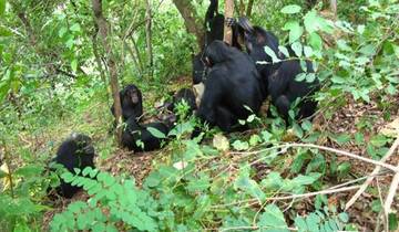 Gombe Chimpanzee safari Tour