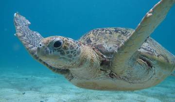 Turtle & Marine Dive Tour