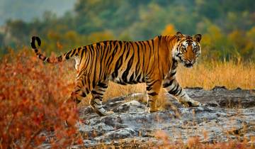 From Delhi: Ranthambore Wildlife Safari Tour with Safari Rides and All Meals Tour