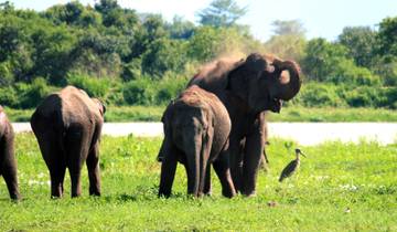 All-inclusive Overnight Safari in Wasgamuwa with Mobile Camping Tour