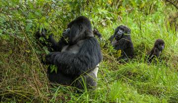 3 Days Rwanda Gorilla and Golden Monkeys Tour