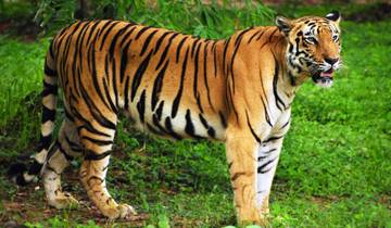 From Delhi: Private Taj Mahal and Ranthambore Wildlife Safari Tour with Safari Rides