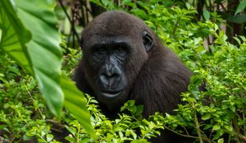 Gorilla Trekking Adventure (with Rwanda-Uganda Experience) Tour