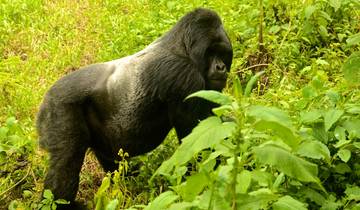 Express Gorilla Safari in Uganda Tour