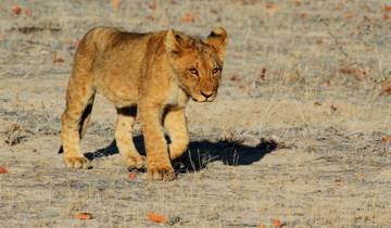 Namib Desert, Etosha National Park and Kavango Delta Safari Combo