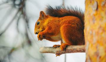 7 Days in Finnish Lapland, incl. Helsinki and Rovaniemi