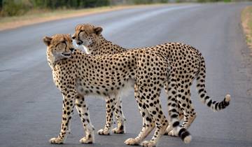 De ultieme Big 5-safari in het Kruger Park-rondreis