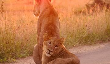Kruger National Park & Panorama Route Safari - 3 days