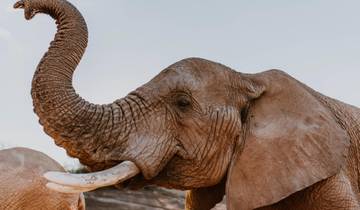 Wildlife-safari in Zuid-Afrika - de hoogtepunten - vanuit Kaapstad - 2 dagen-rondreis