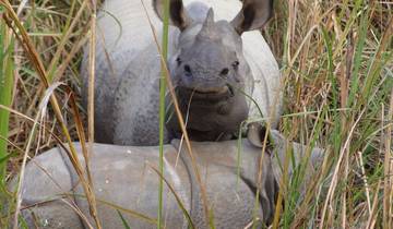Bardia Jungle Safari Pakketreis - 4 Dagen