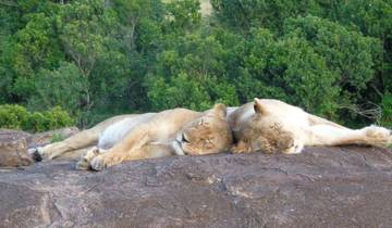 Masai Mara und Lake Nakuru - 4 Tage