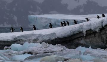 South Georgia and Antarctic Peninsula: Penguin Safari, Operated by Quark