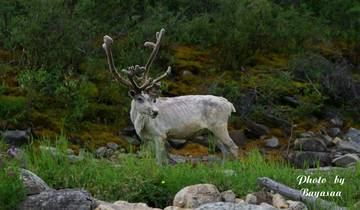 Mongolische Taiga: Khuvsgul See und Tsaatan-Völker