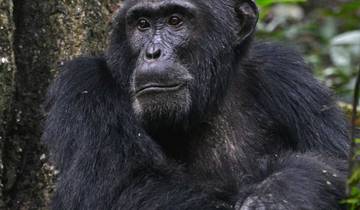 4 days Gorilla and Chimp Tracking Safari