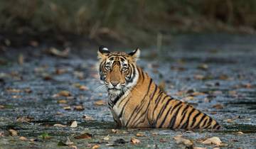 From Jaipur: Ranthambore Wildlife Safari Private Tour with Safari Rides Tour