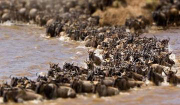 Maasai Mara Wildebeest Migration 2023 - 2024 Safari Tour