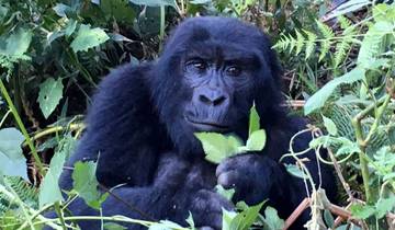 15 days Gorilla and Rwenzori Expedition in Uganda Tour