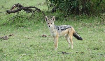 Circuito 5 días lagos Bogoria, Nakuru y Masai Mara