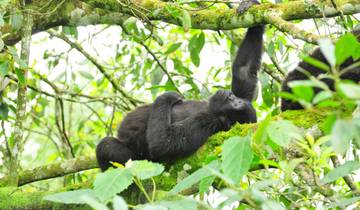 5 Days Chimpanzee and Gorilla Trekking