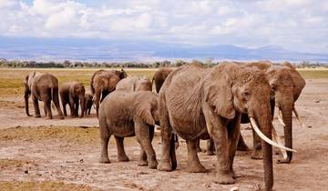 7 Days Masai Mara, Lake Nakuru and Amboseli budget Safari Tour