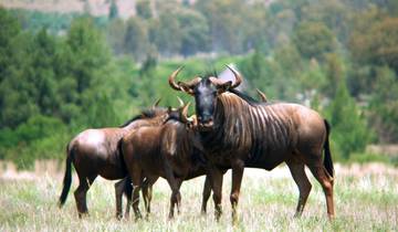 Circuito Safari de cuatro días a la migración de los ñus en Maasai Mara 2022/2023