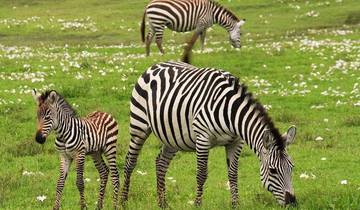 Four Day Tanzania Express Safari Tour