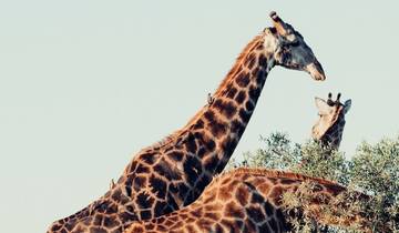 Soweto to Pretoria & Pilanesberg Big 5 Game Drive