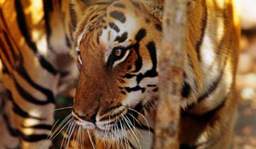 From Delhi: Golden Triangle Private Tour with Ranthambore Tour
