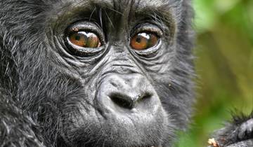 3Days Bwindi Mountain Gorilla Trekking Uganda Experience Tour