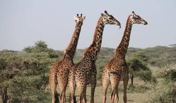 Matata Tanzania Safari - 9 Days Tour