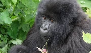 Gorilla Trek: Budget tour Tour