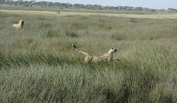 5-daagse Tanzania Plezier Safari - Verblijf in de Serengeti