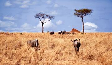 6 Days  lodging  migration safari   -Tanzania