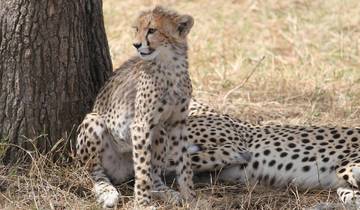 Circuito Safari circular en lodge de once días por Kenia y Tanzania