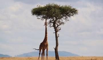 Kenia Safari: Amboseli Nationalpark - 2 Tage Rundreise