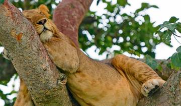 Best of Uganda: Primates, Safari drives and Gorilla Adventure Tour